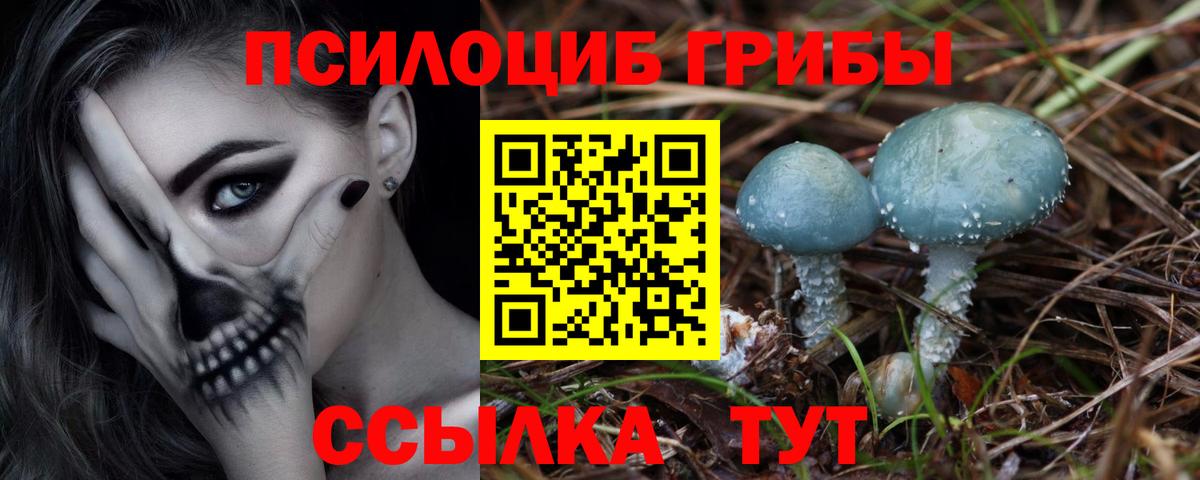 Новозыбков  Псилоцибиновые грибы MAGIC MUSHROOMS  где купить   Галлюциногенные грибы Cubensis  Вход с VPN 